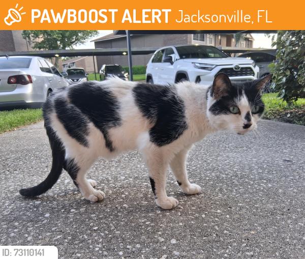 Found/Stray Female Cat last seen Bentley Green apmts, Jacksonville, FL 32256