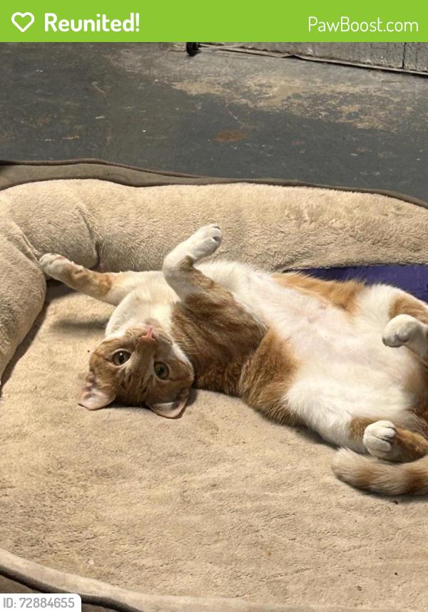 Reunited Female Cat last seen Cedar Blvd. and Newark Blvd. (76 station), Newark, CA 94560