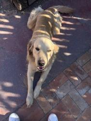 Reunited Male Dog last seen American eats, Tucson, AZ 85713