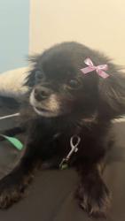 Lost Female Dog last seen Sunset Blvd or East 38th, Erie, PA 16504