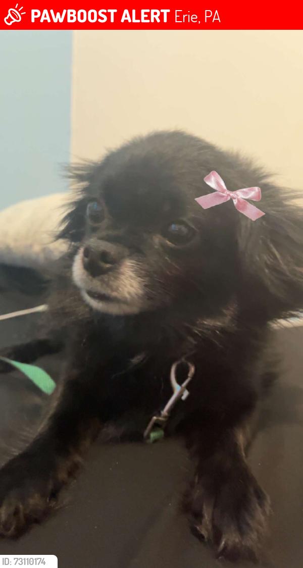 Lost Female Dog last seen Sunset Blvd or East 38th, Erie, PA 16504