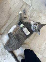 Lost Male Cat last seen Celestial, Poway, CA 92064