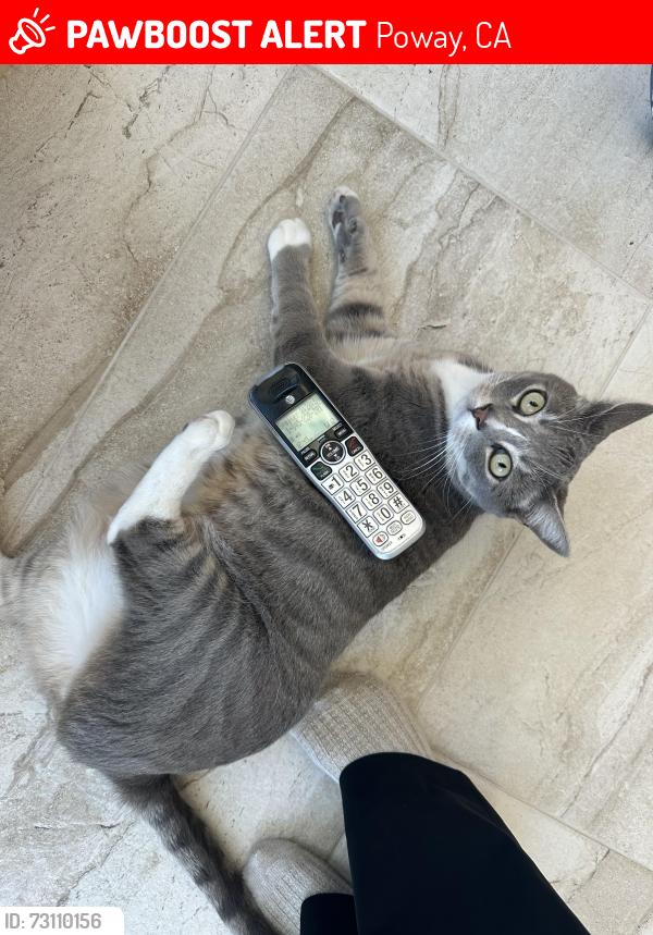 Lost Male Cat last seen Celestial, Poway, CA 92064