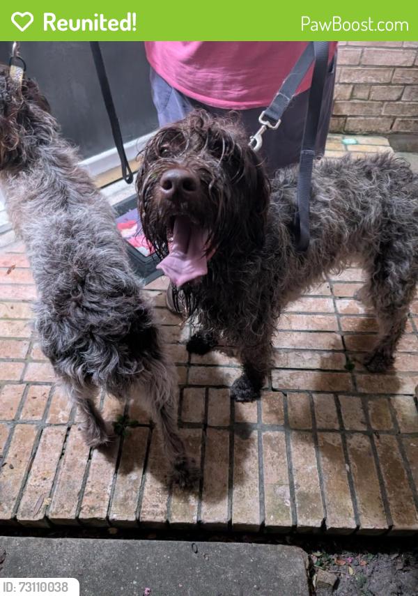 Reunited Unknown Dog last seen Sweet Forest Pine Green, Humble, TX 77346
