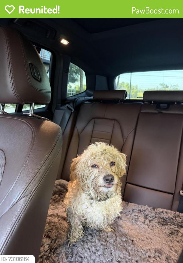 Reunited Male Dog last seen Bingle Road/Milles Pub Bar/ Spring Branch, Houston, TX 77092