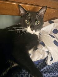 Reunited Male Cat last seen Rt. 40 (Pulaski Highway) and Becks Woods, Bear, DE 19701
