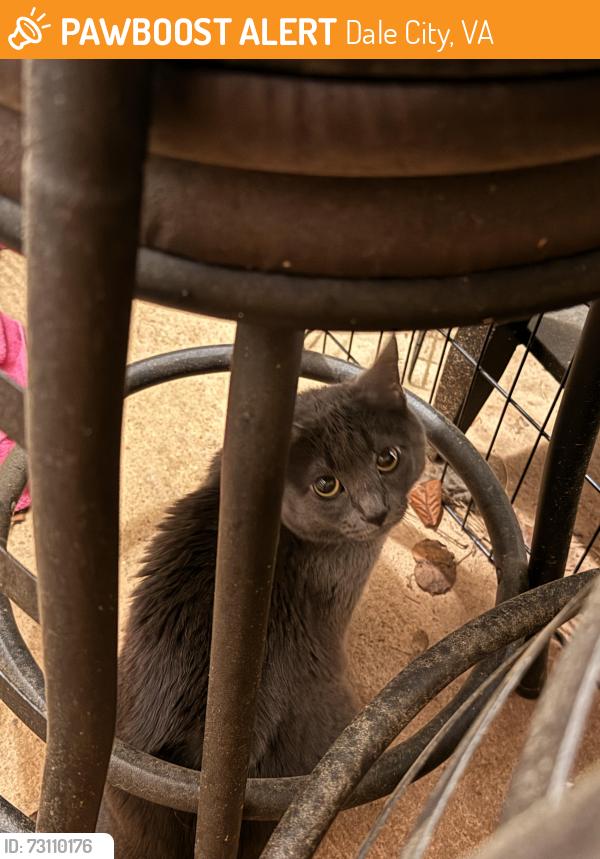 Found/Stray Female Cat last seen Dale forest apmts, Dale City, VA 22193