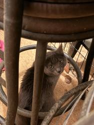 Found/Stray Female Cat last seen Dale forest apmts, Dale City, VA 22193