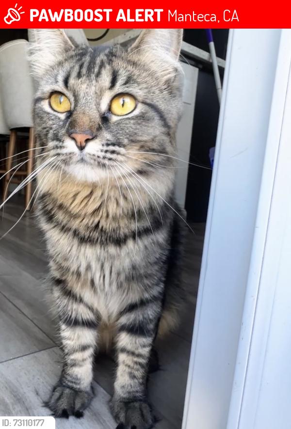 Lost Female Cat last seen Arbor Bend Park, Manteca, CA 95337