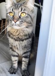 Lost Female Cat last seen Arbor Bend Park, Manteca, CA 95337