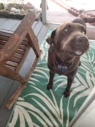 Reunited Male Dog last seen Lake Winnsboro TX, Wood County, TX 75494