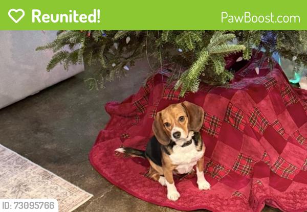 Reunited Female Dog last seen Near Farm Cove, Olive Branch, MS 38654