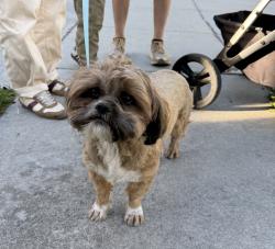 Found/Stray Male Dog last seen Woodmere Dr. and Bruno Dr., San Jose, CA 95136