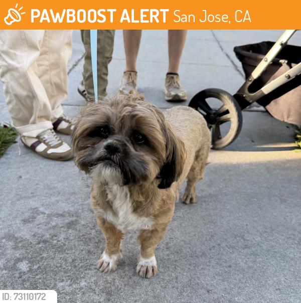 Found/Stray Male Dog last seen Woodmere Dr. and Bruno Dr., San Jose, CA 95136