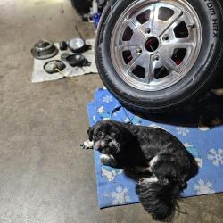 Reunited Male Dog last seen Basswood and Silversage Fort Worth TX, Fort Worth, TX 76137