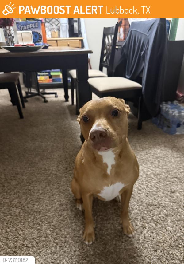 Found/Stray Female Dog last seen 66th & Chicago, Lubbock, TX 79424