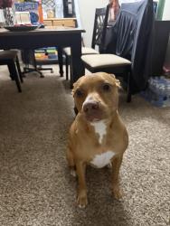 Found/Stray Female Dog last seen 66th & Chicago, Lubbock, TX 79424