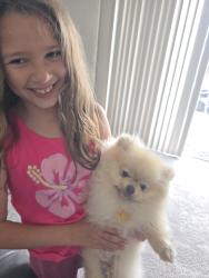 Reunited Male Dog last seen Harvey Park, Fremont, CA 94555