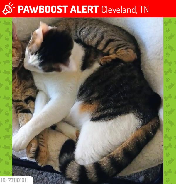 Lost Male Cat last seen Weeks dr, Bowman hills area, Cleveland, TN 37312