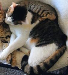 Lost Male Cat last seen Weeks dr, Bowman hills area, Cleveland, TN 37312