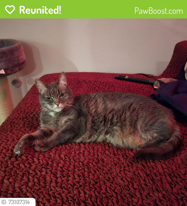 Reunited Female Cat last seen Log Pond Lane, Sacramento, CA 95818