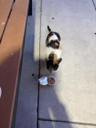 Found/Stray Unknown Cat last seen Haven City Market, Rancho Cucamonga, CA 91730