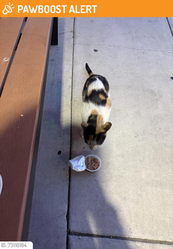 Found/Stray Unknown Cat last seen Haven City Market, Rancho Cucamonga, CA 91730
