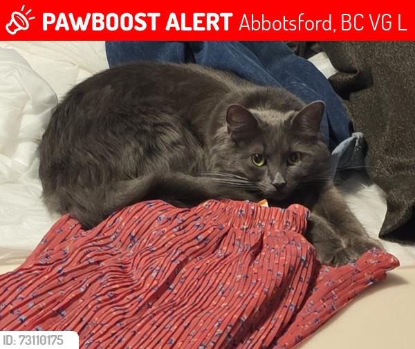 Lost Female Cat last seen The Falls on Old Yale Rd, Abbotsford, BC V3G 1L6