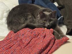 Lost Female Cat last seen The Falls on Old Yale Rd, Abbotsford, BC V3G 1L6
