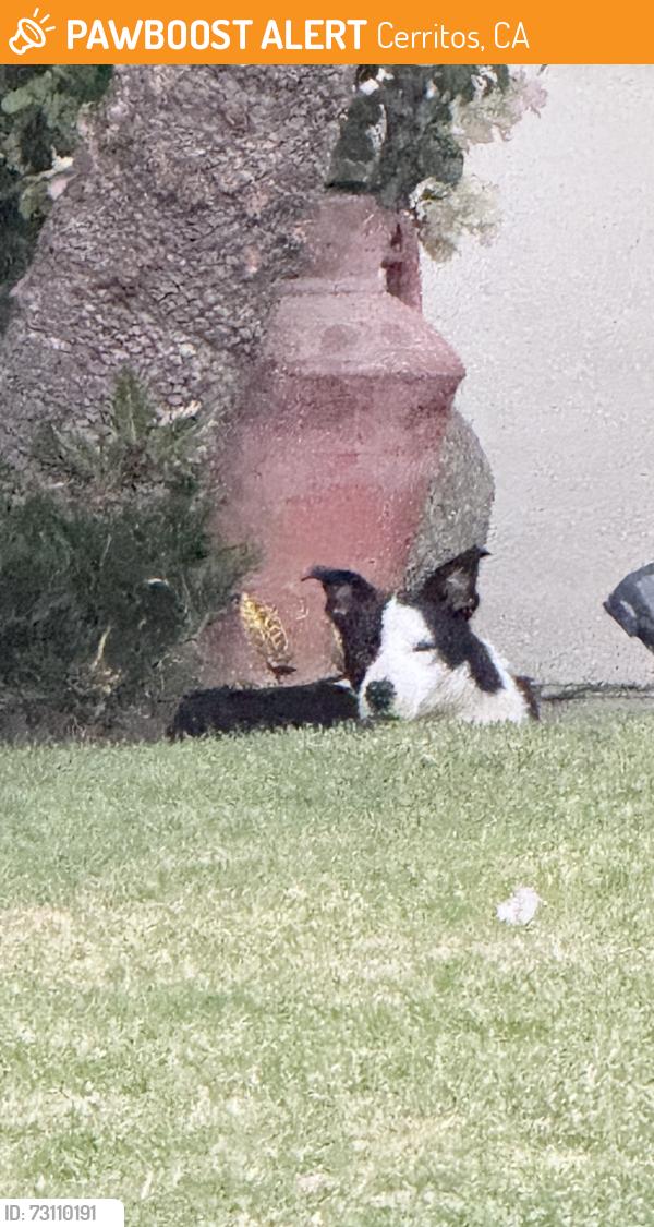 Found/Stray Unknown Dog last seen South and shoemaker, Cerritos, CA 90703