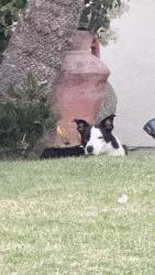 Found/Stray Unknown Dog last seen South and shoemaker, Cerritos, CA 90703
