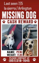 Lost Female Dog last seen Arlington and cypress, Riverside, CA 92505