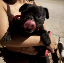 Found/Stray Unknown Dog last seen Turner and Mike Godwin, El Paso, TX 79936