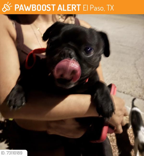 Found/Stray Unknown Dog last seen Turner and Mike Godwin, El Paso, TX 79936