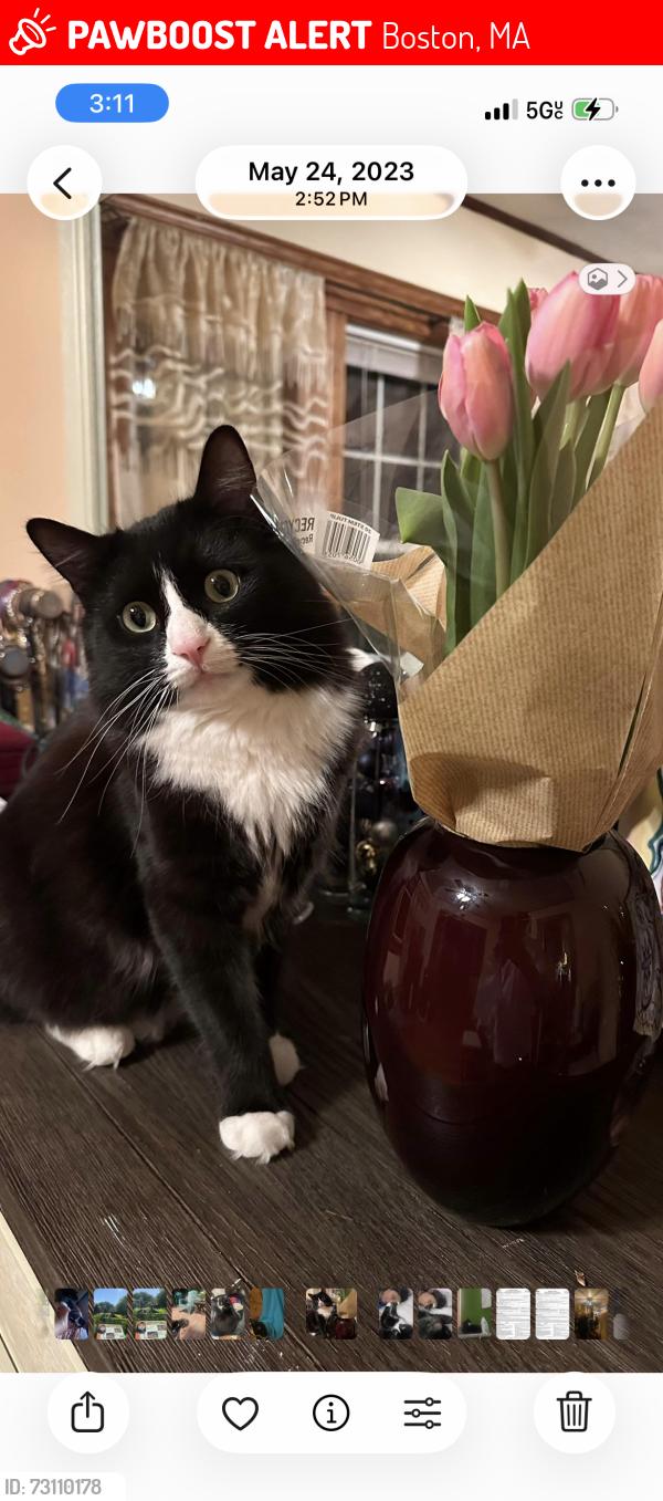 Lost Male Cat last seen Behind Dunkin Daughnuts on Washington street, Boston, MA 02132