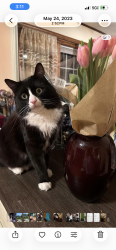 Lost Male Cat last seen Behind Dunkin Daughnuts on Washington street, Boston, MA 02132