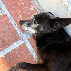 Reunited Female Dog last seen Near Ganahl St , 90063, Los Angeles, CA 90063