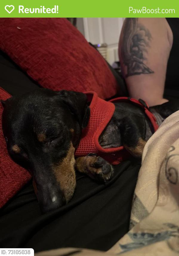 Reunited Female Dog last seen Near starcrest, San Antonio, TX 78218