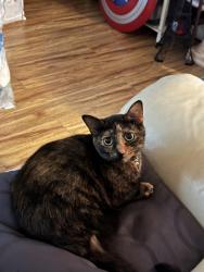 Lost Female Cat last seen 54th street and Maisel Way, San Diego, CA 92115