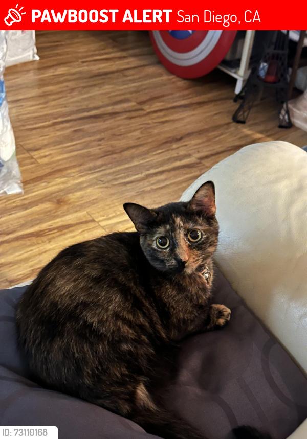 Lost Female Cat last seen 54th street and Maisel Way, San Diego, CA 92115
