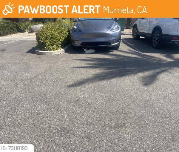Found/Stray Unknown Cat last seen Murrieta Hot Springs rd, Murrieta, CA 92563