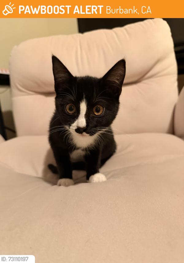 Found/Stray Female Cat last seen Hollywood way and Magnolia, Burbank, CA 91505