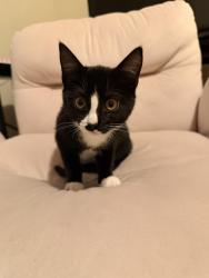 Found/Stray Female Cat last seen Hollywood way and Magnolia, Burbank, CA 91505