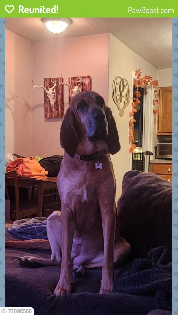 Reunited Female Dog last seen She was seen on the back side of Vogel past old lemay ferry, Arnold, MO 63010