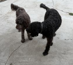 Reunited Male Dog last seen East J st, Chula Vista, CA 91910