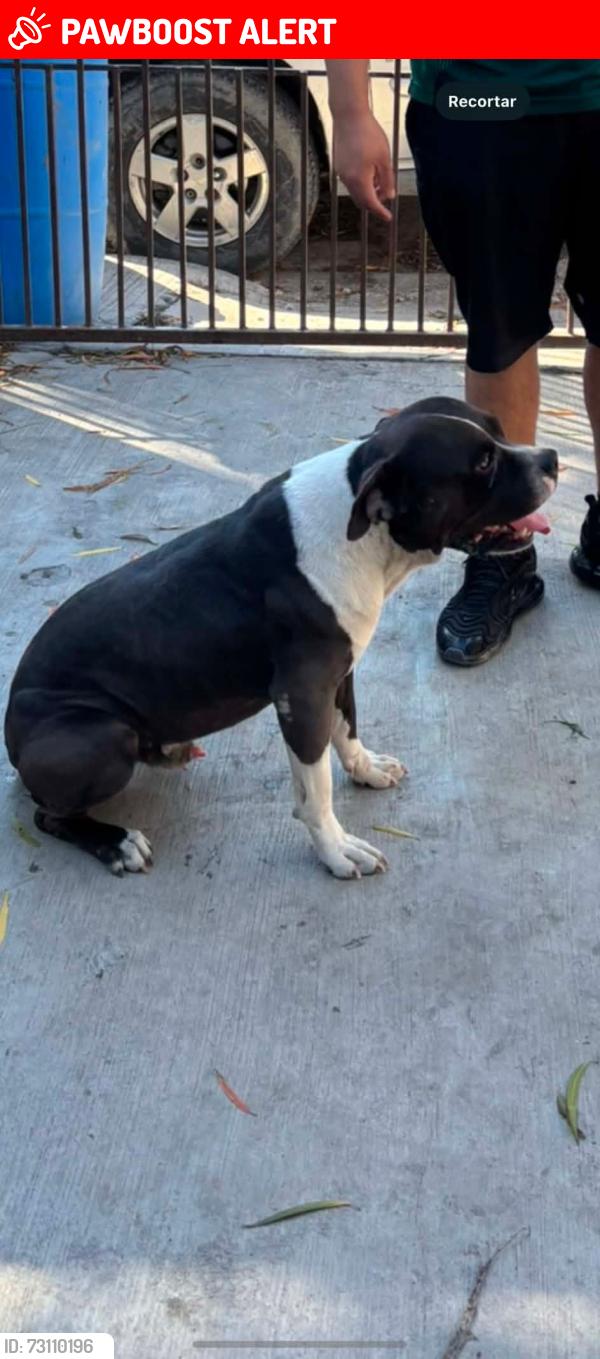 Lost Male Dog last seen Matamoros Tamaulipas, Heroica Matamoros, Tamps. 78521