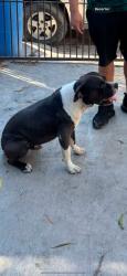 Lost Male Dog last seen Matamoros Tamaulipas, Heroica Matamoros, Tamps. 78521