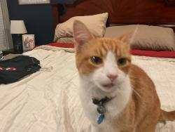 Lost Male Cat last seen Near Rouse High School, Leander, TX 78641