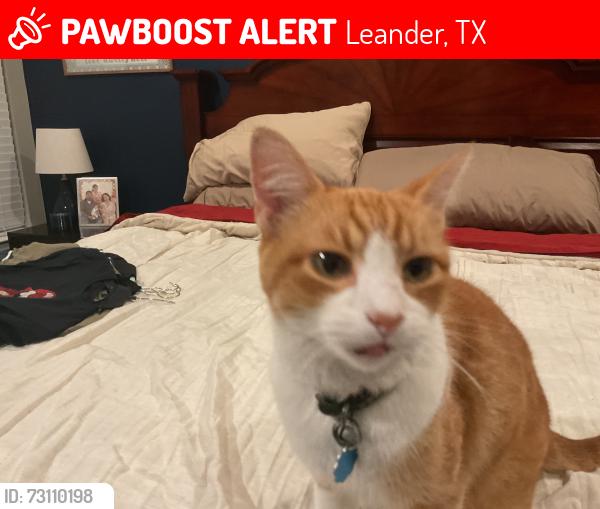 Lost Male Cat last seen Near Rouse High School, Leander, TX 78641
