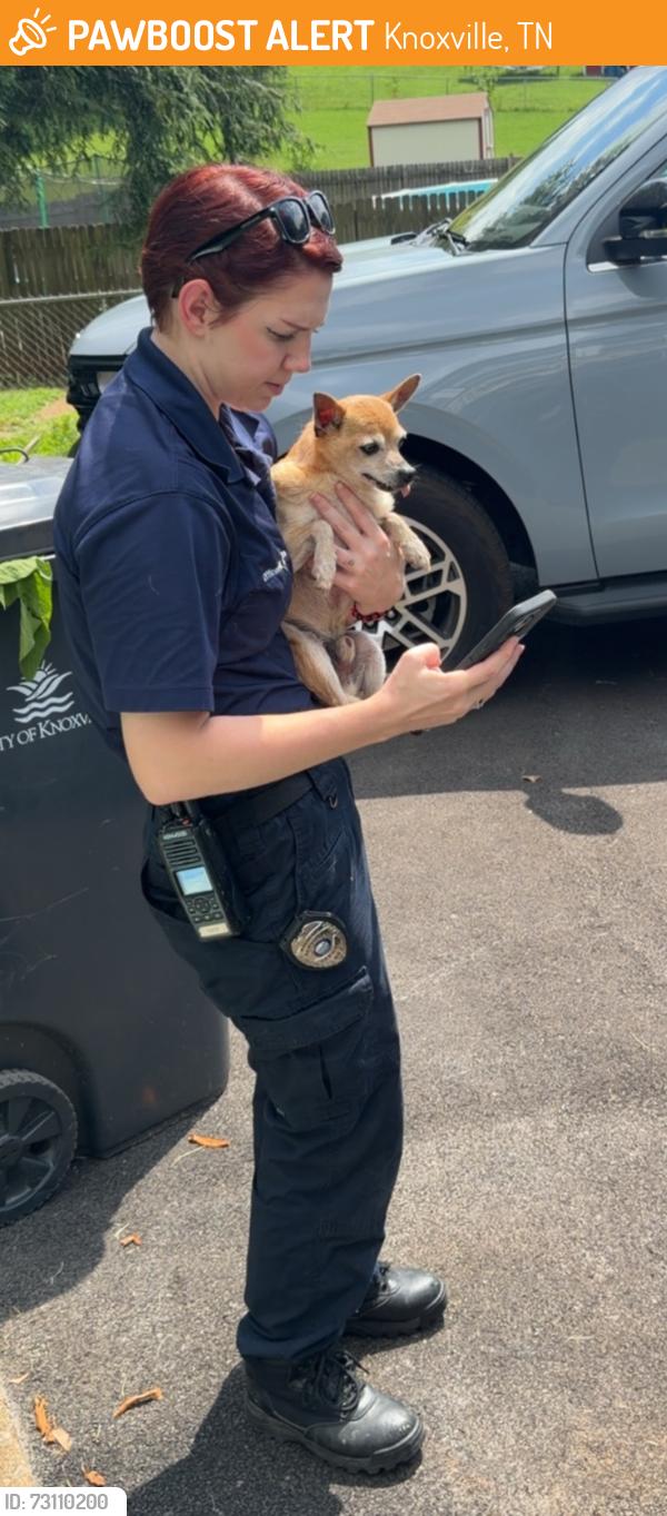 Found/Stray Male Dog last seen Fair and Inskip. Merchants, Cedar Lane, Fountain City, Knoxville, TN 37912